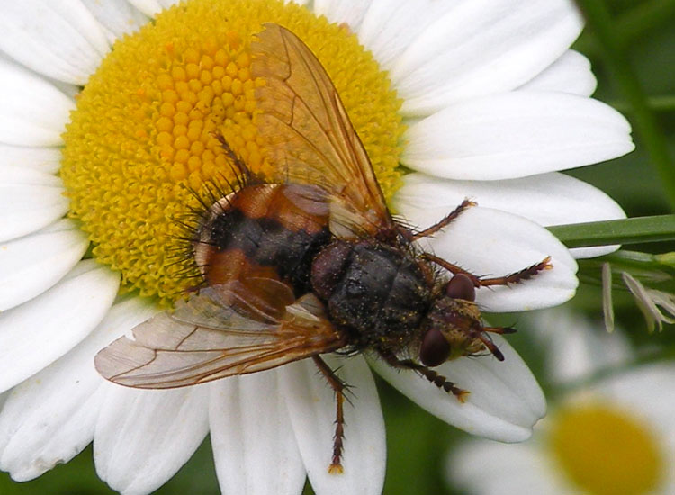 Tachina cf magnicornis ♂ e ♀ (Tachinidae)